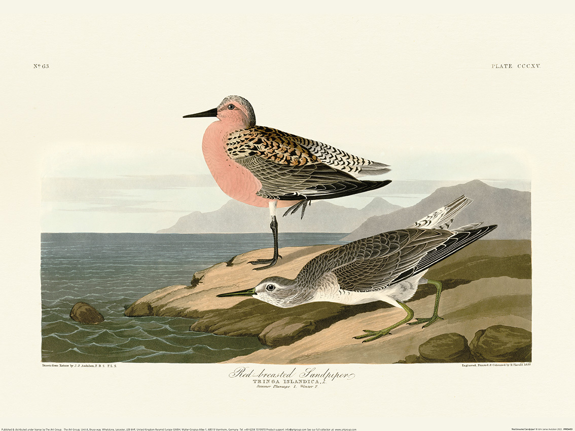 John James Audubon (Red-breasted Sandpiper) Art Print