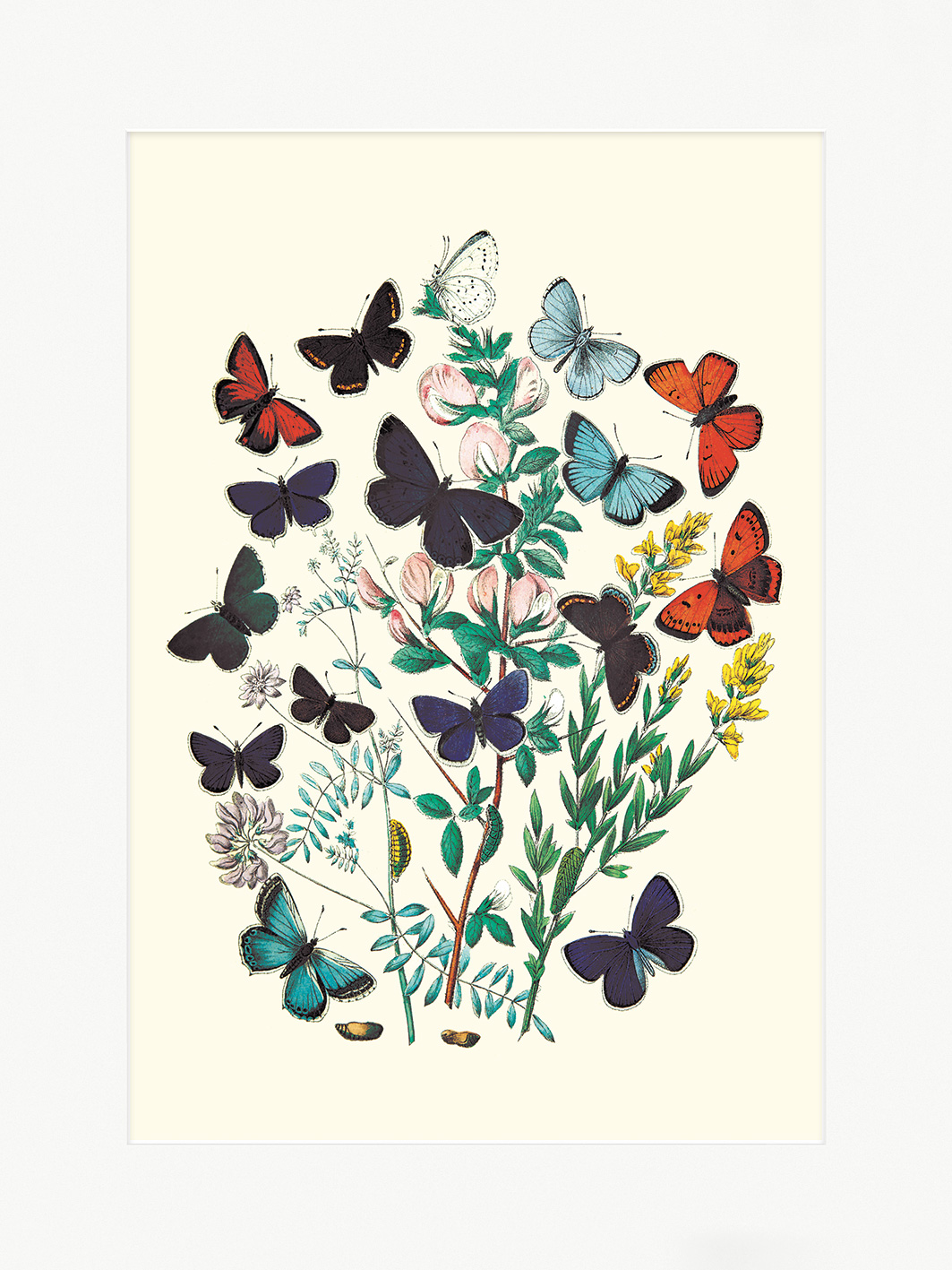 W. F. Kirby (Butterflies P. Euphemus, P. Cyllarus, et al) Art Print