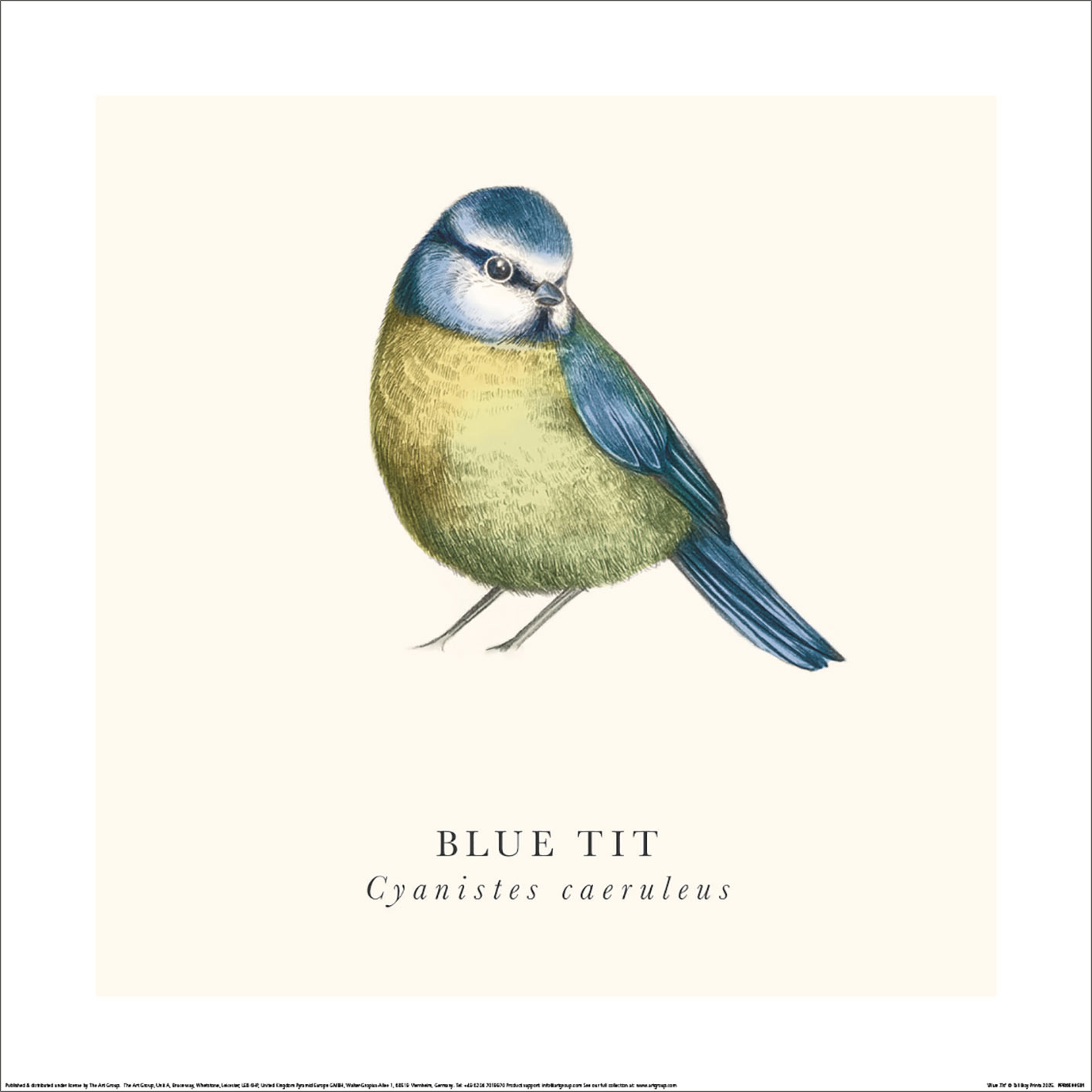 Tall Boy Prints (Blue Tit) Art Prints