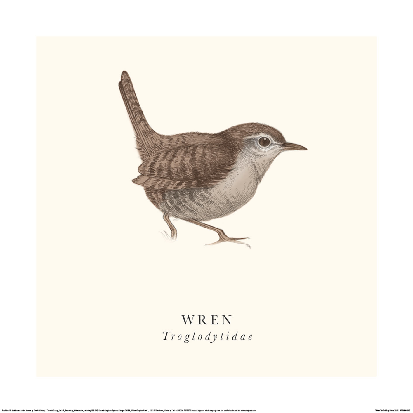 Tall Boy Prints (Wren) Art Print | The Art Group
