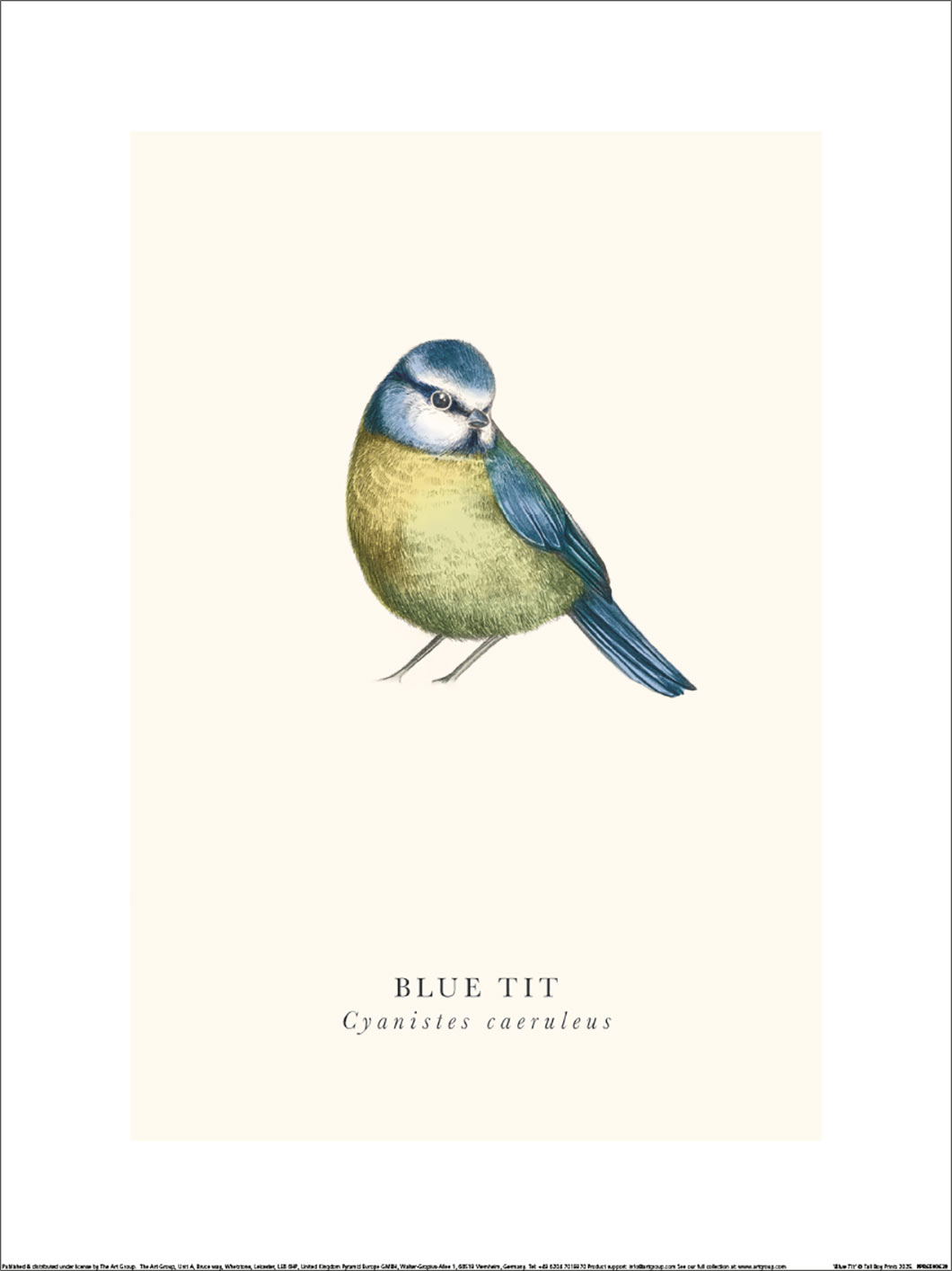 Tall Boy Prints (Blue Tit) Art Print