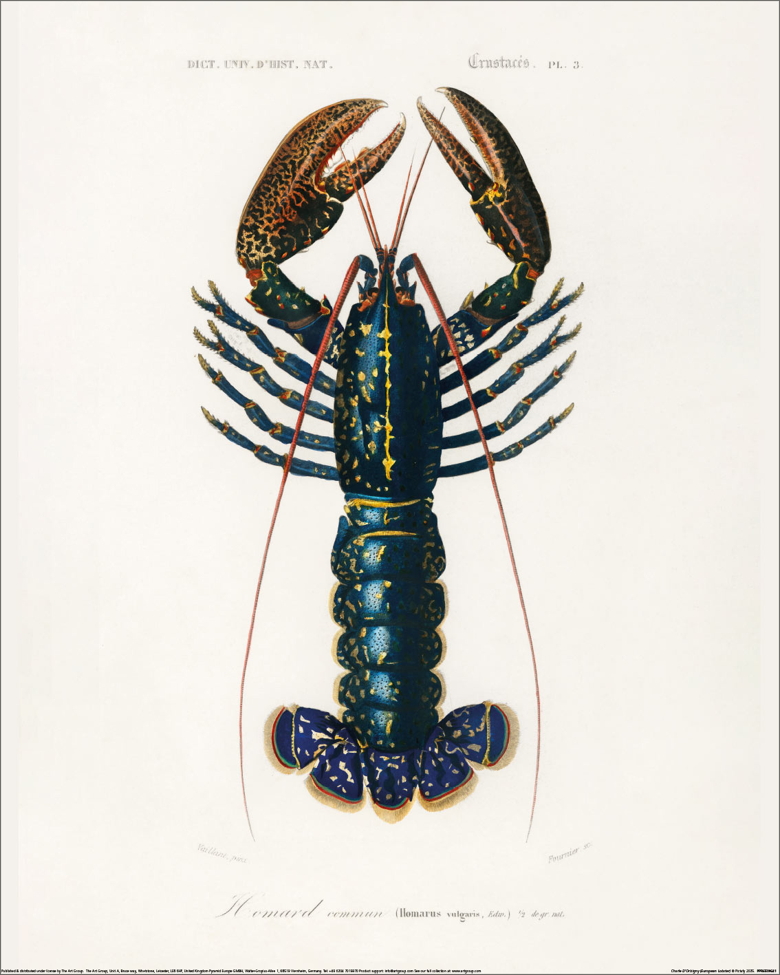 Charles D’Orbigny (European Lobster) Art Prints