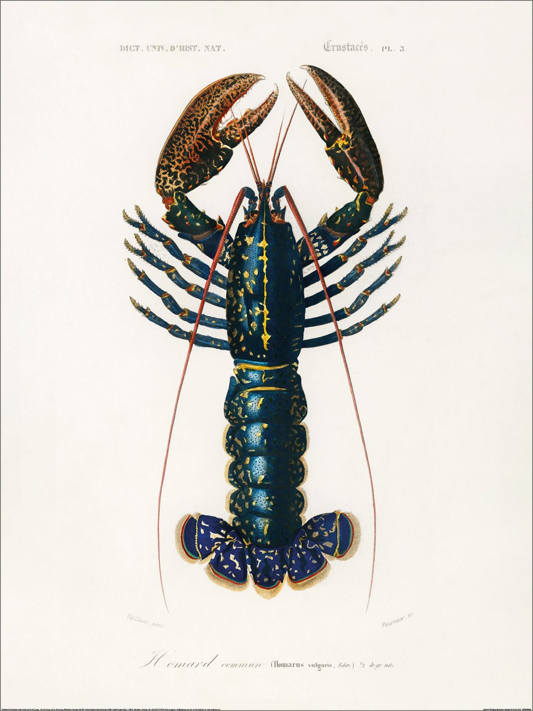 Charles D’Orbigny (European Lobster) Art Print