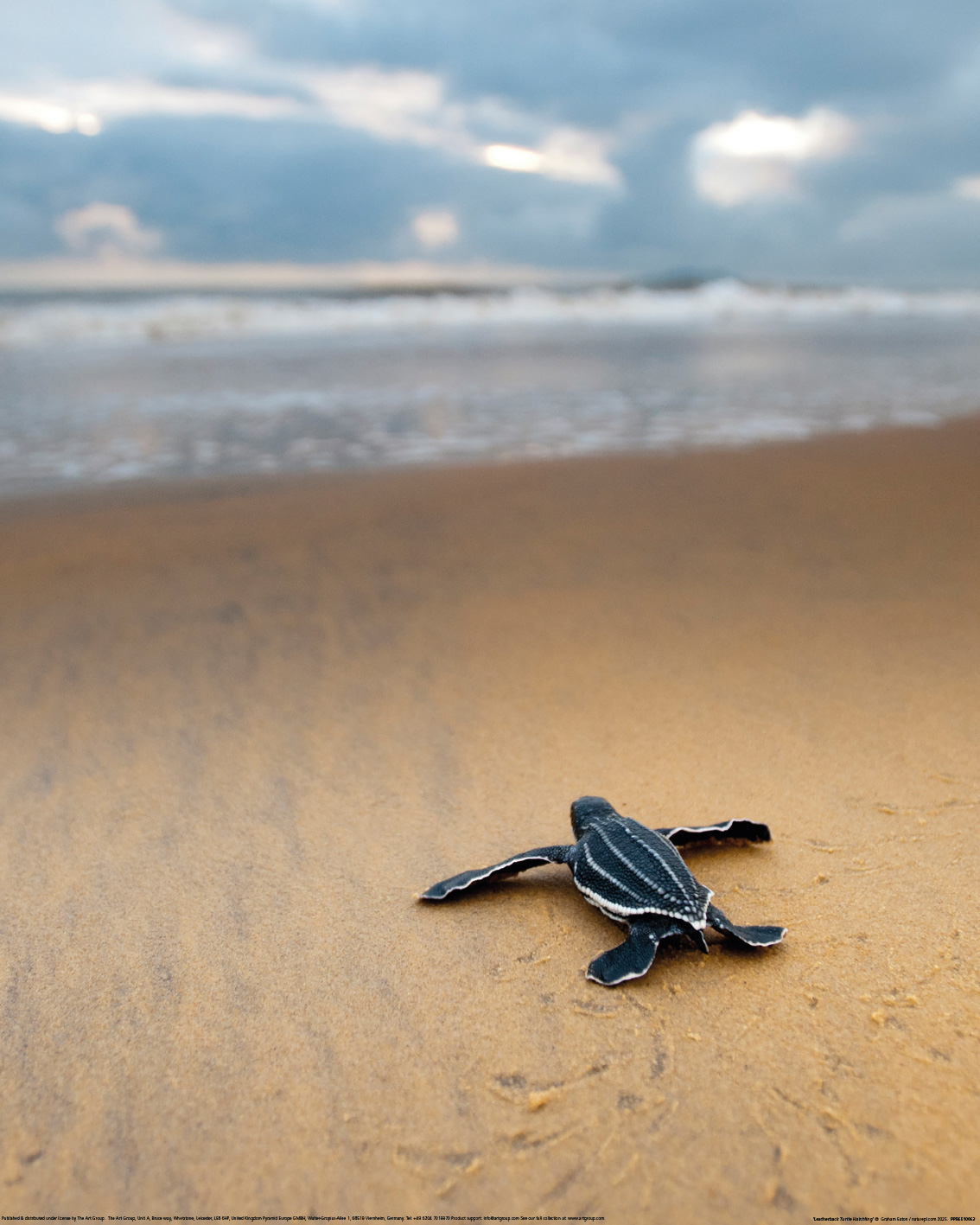 Graham Eaton (Leatherback Turtle Hatchling) Art Prints