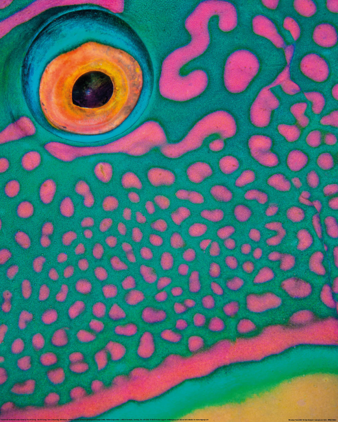 Alex Mustard (Bi-Colour Parrotfish) Art Prints