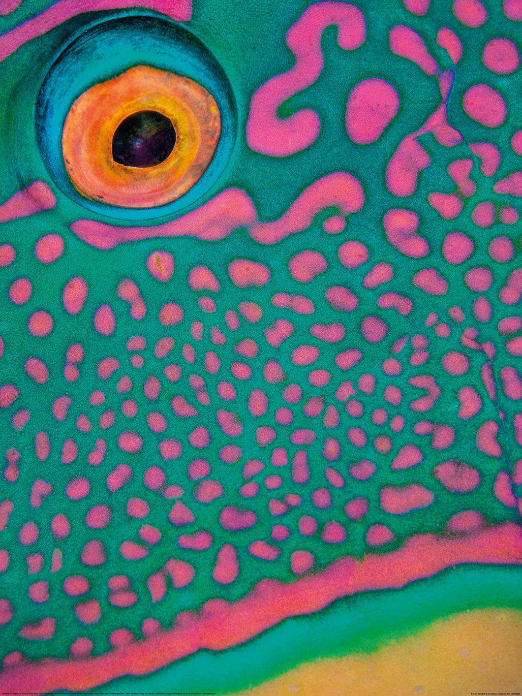 Alex Mustard (Bi-Colour Parrotfish) Art Print