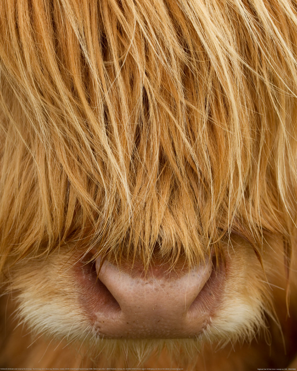 Peter Cairns (Highland Cow) Art Prints