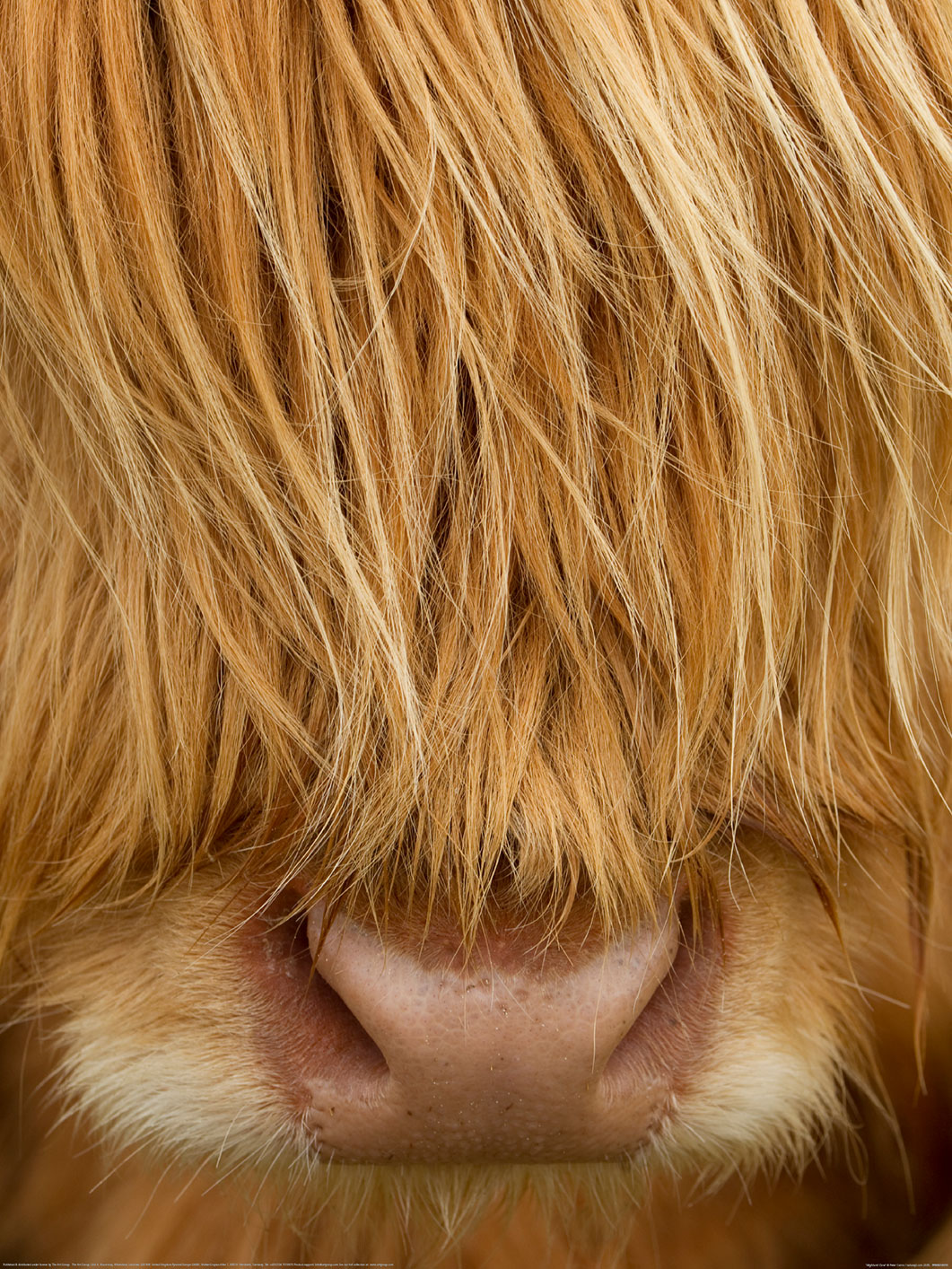 Peter Cairns (Highland Cow) Art Print