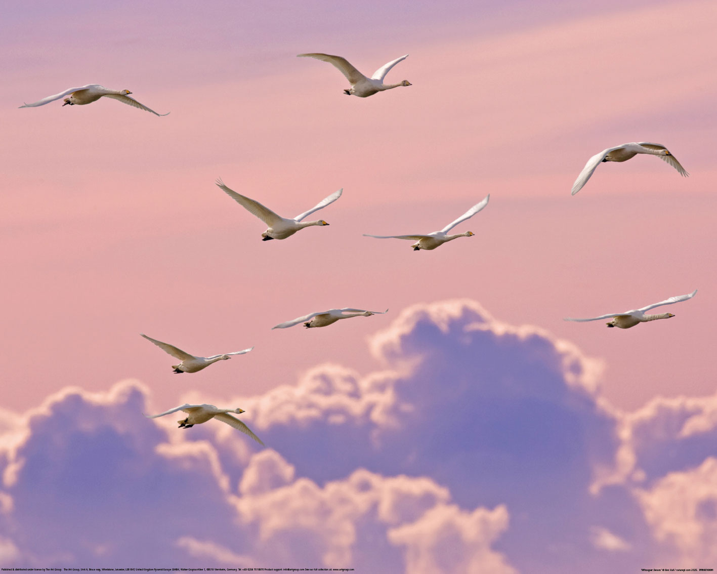 Ben Hall (Whooper Swans) Art Prints
