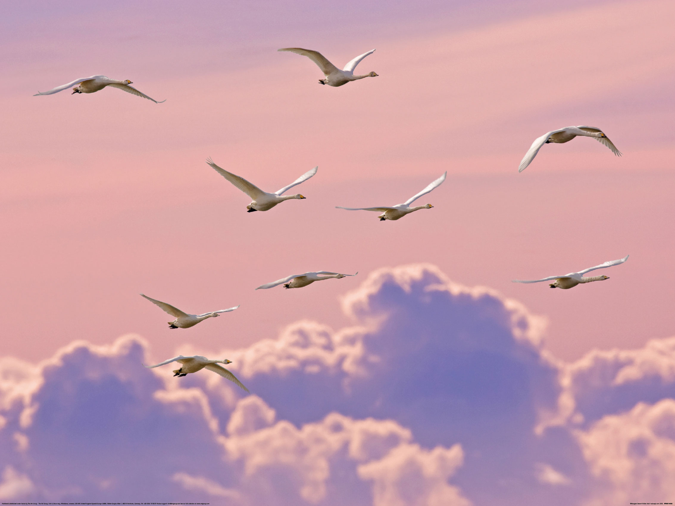 Ben Hall (Whooper Swans) Art Print