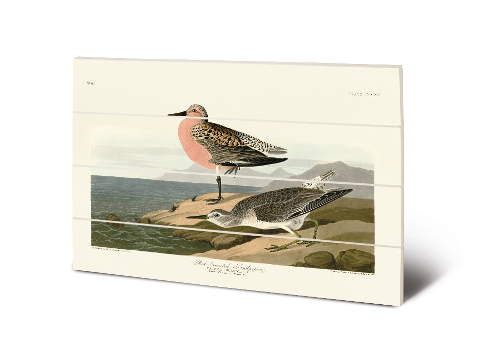 John James Audubon (Red-breasted Sandpiper) Wood Prints