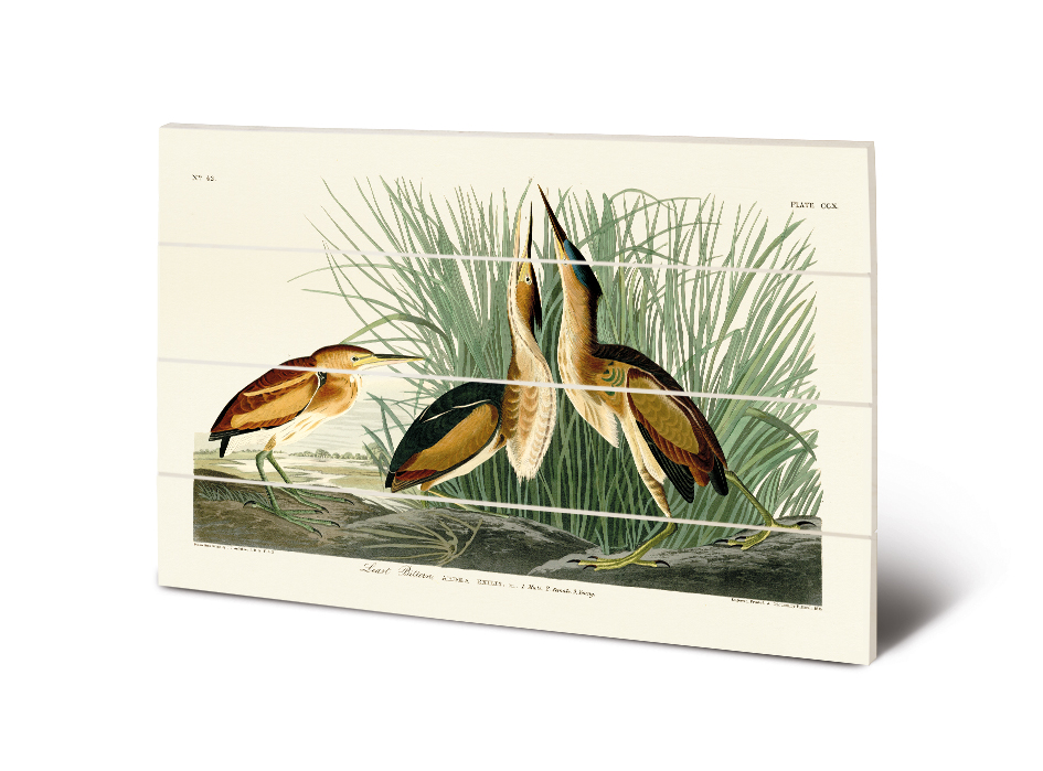 John James Audubon (Least Bittern) Wood Print