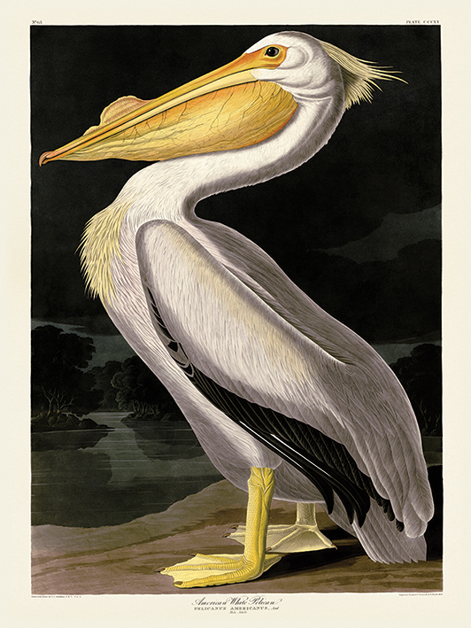John James Audubon (American White Pelican) Canvas Prints
