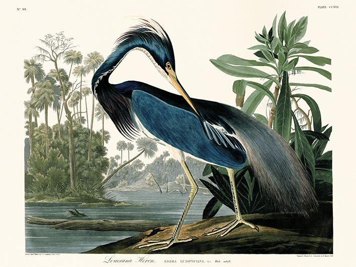 John James Audubon (Louisiana Heron) Canvas Prints