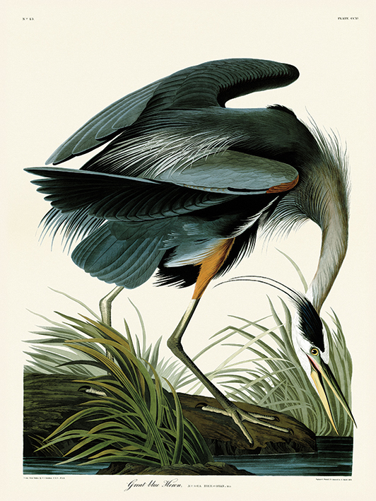 John James Audubon (Great Blue Heron) Canvas Print The Art Group