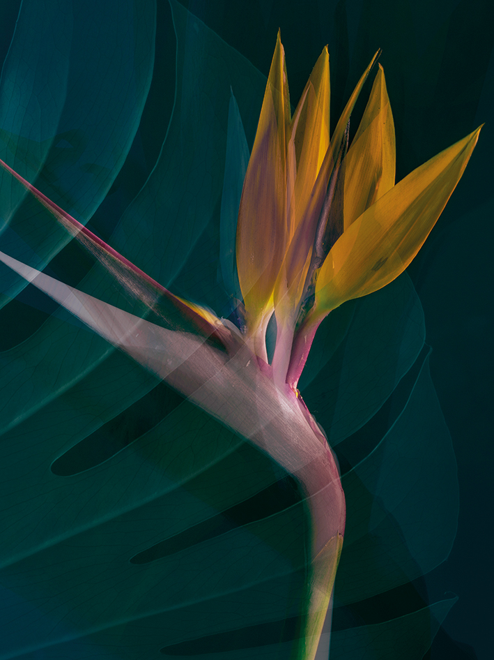 Ian Winstanley (Dark Tropics IV)  Canvas Print