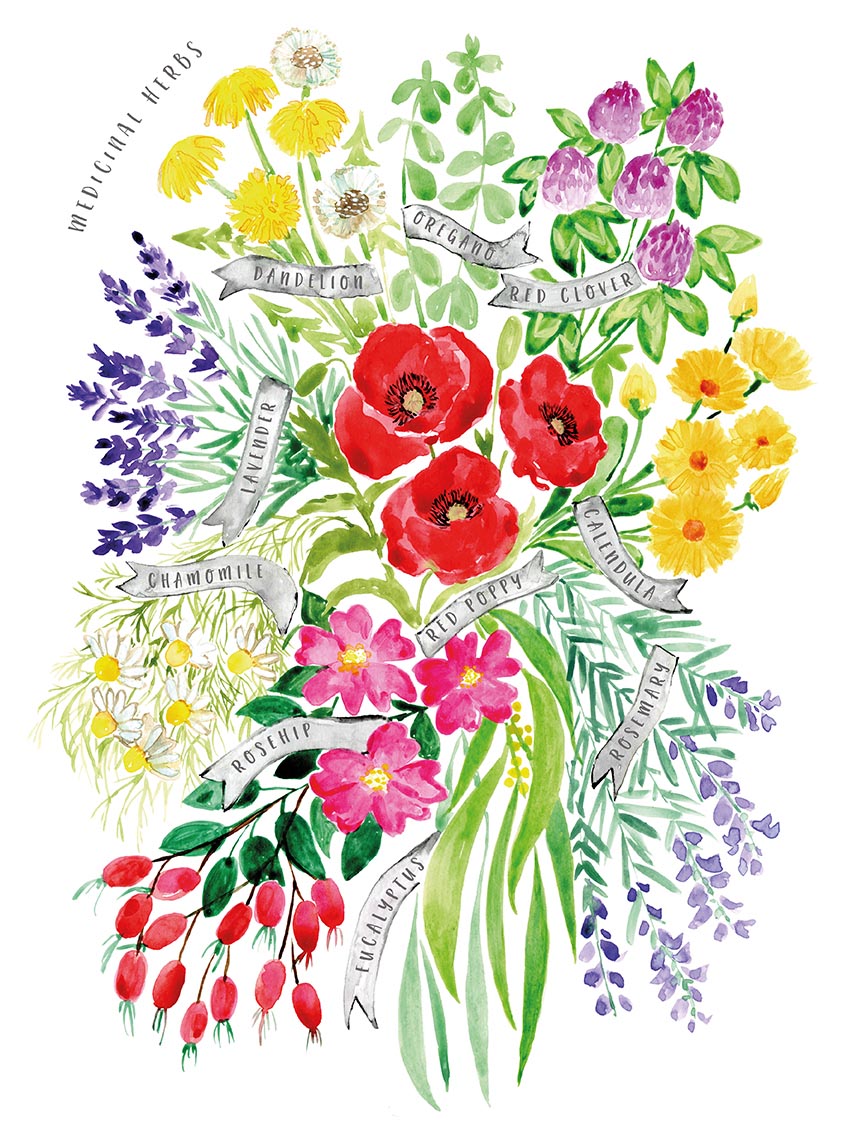 Rosana Laiz (Medicinal herbs Watercolour Bouquet) Canvas Print