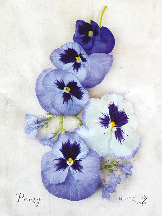 Heather Johnston (Pansy) Canvas Prints