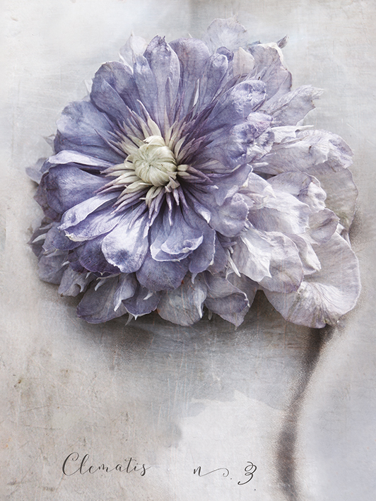 Heather Johnston (Clematis) Canvas Prints