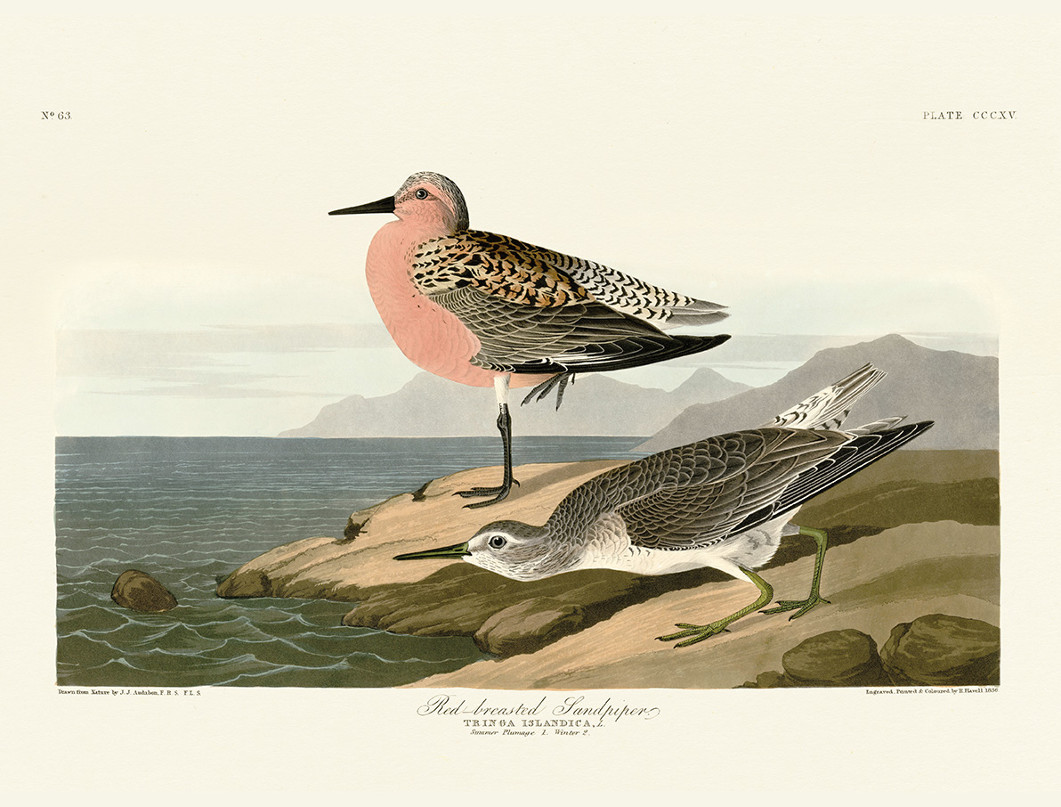 John James Audubon (Red-breasted Sandpiper) Canvas Prints