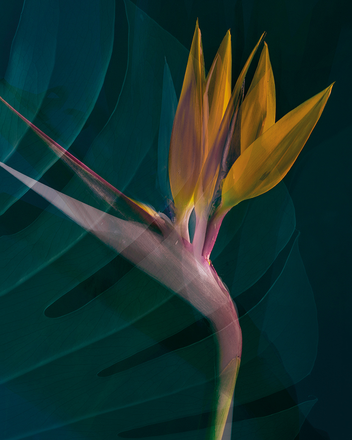 Ian Winstanley (Dark Tropics IV)  Canvas Prints