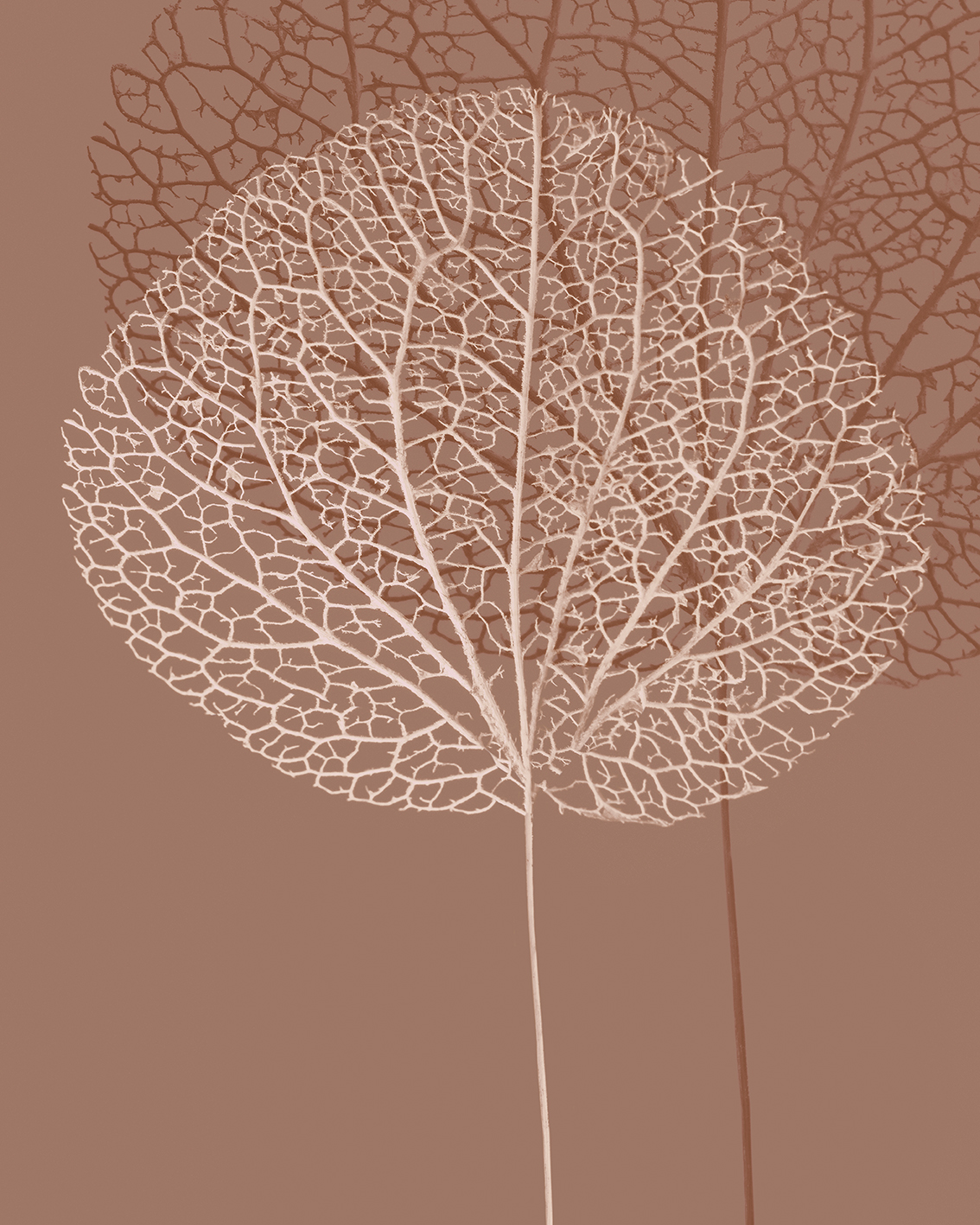 Ian Winstanley (Stem Silhouette I) Canvas Prints
