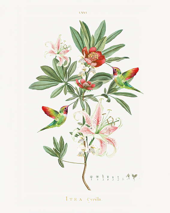 Summer Thornton (Vintage Hummingbirds) Canvas Prints