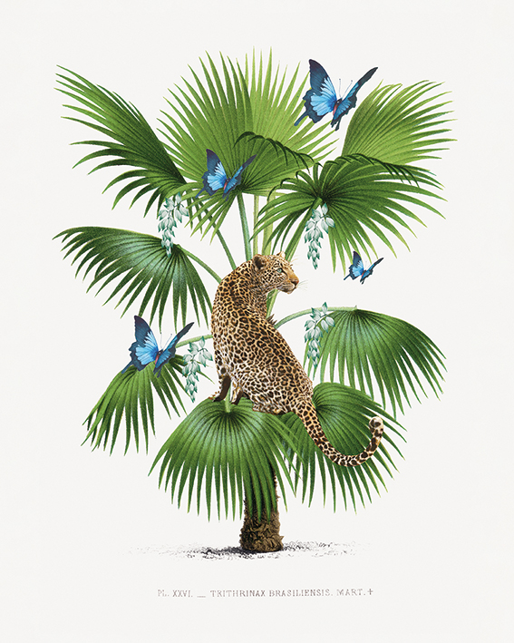 Summer Thornton (Leopard Palm) Canvas Prints
