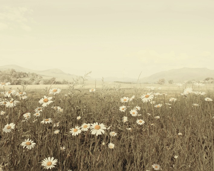 Ian Winstanley (Field of Daisies) Canvas Prints