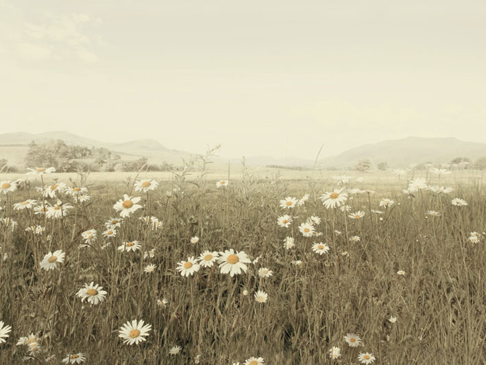 Ian Winstanley (Field of Daisies) Canvas Print