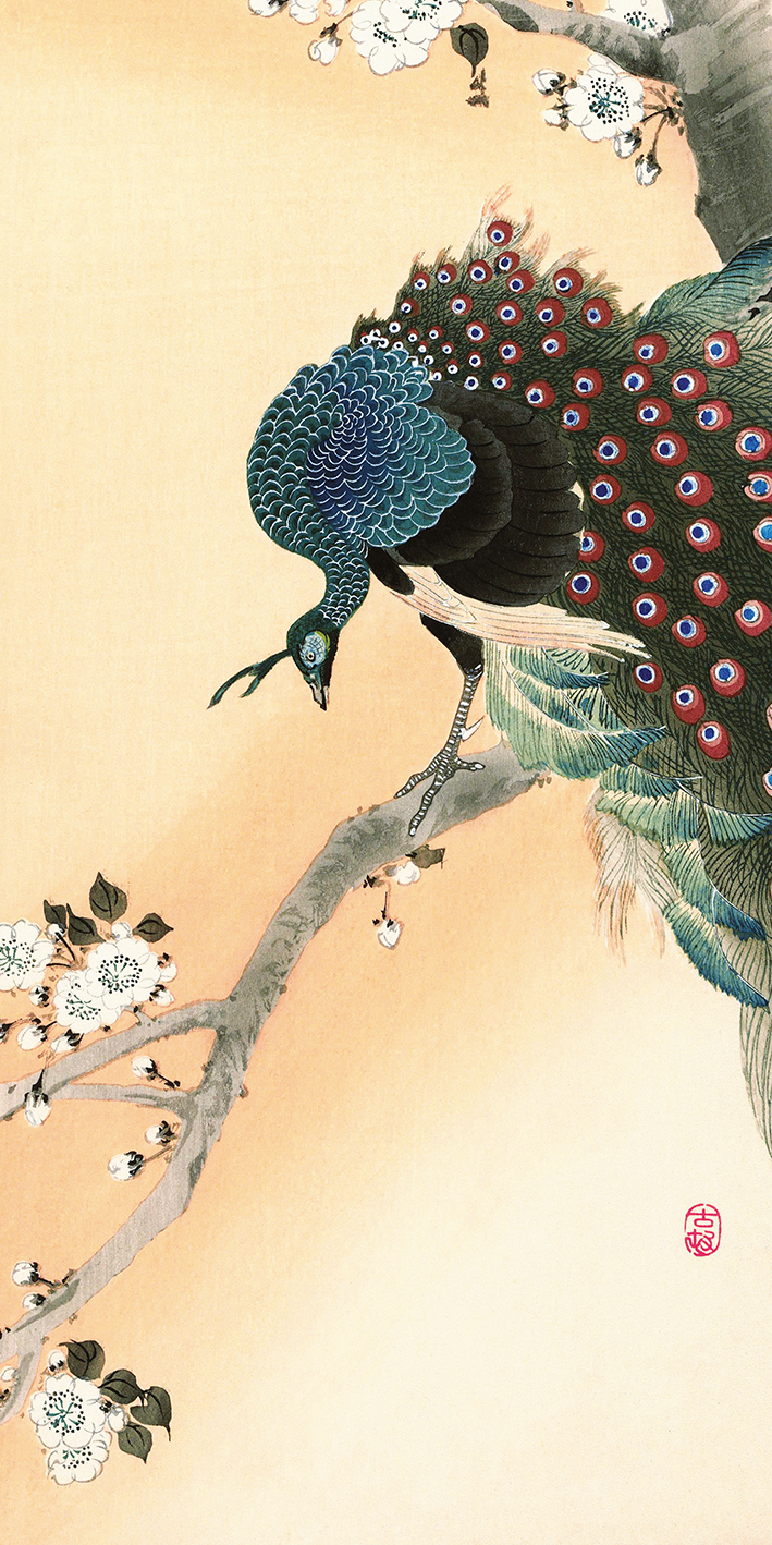 Ohara Koson (Peacock on a Cherry Blossom Tree) Canvas Prints