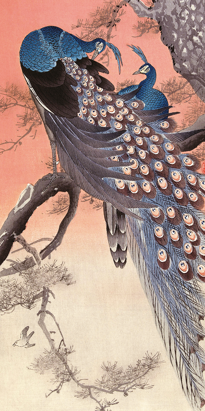 Ohara Koson (Two Peacocks on Tree Branch) Canvas Prints