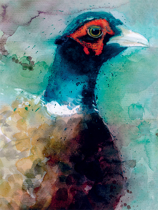 Simon Howden (Male Pheasant) Canvas Print
