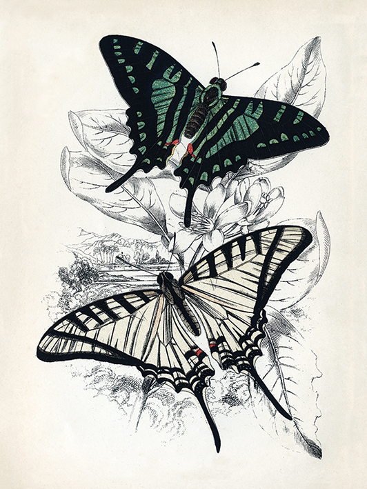 Piddix (Butterflies I) Canvas Prints