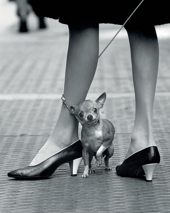 Time Life (Chihuahua) Canvas Print
