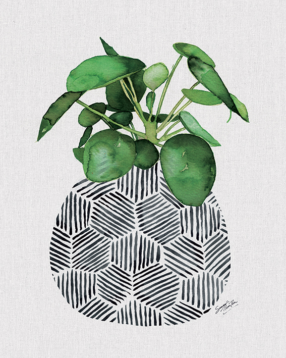 Summer Thornton (Chinese Money Plant) Canvas Prints