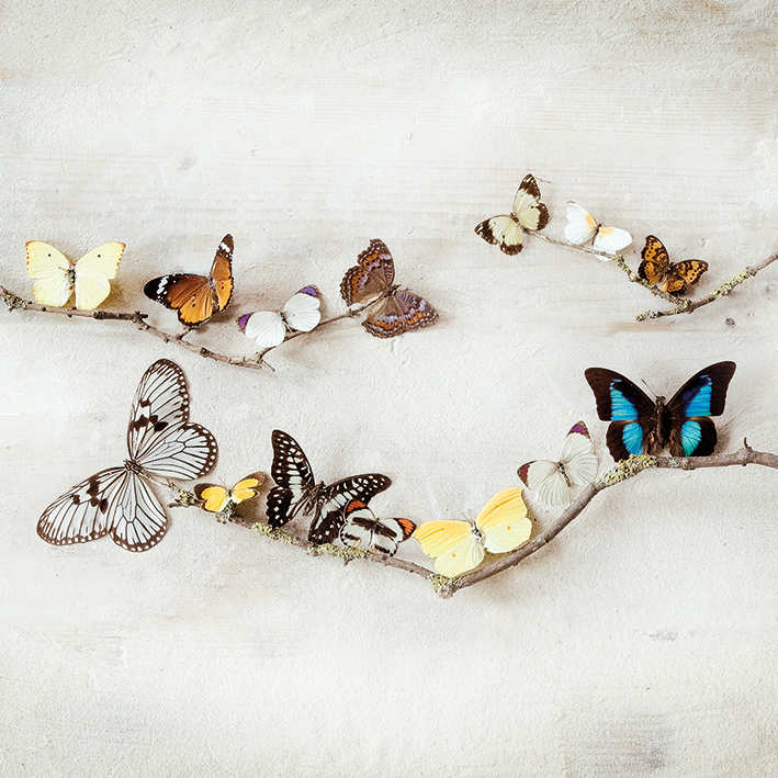 Ian Winstanley (Array of Butterflies) Canvas Prints