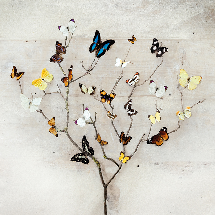 Ian Winstanley (Tree of Butterflies) Canvas Print