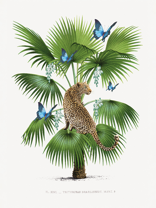 Summer Thornton (Leopard Palm) Canvas Print