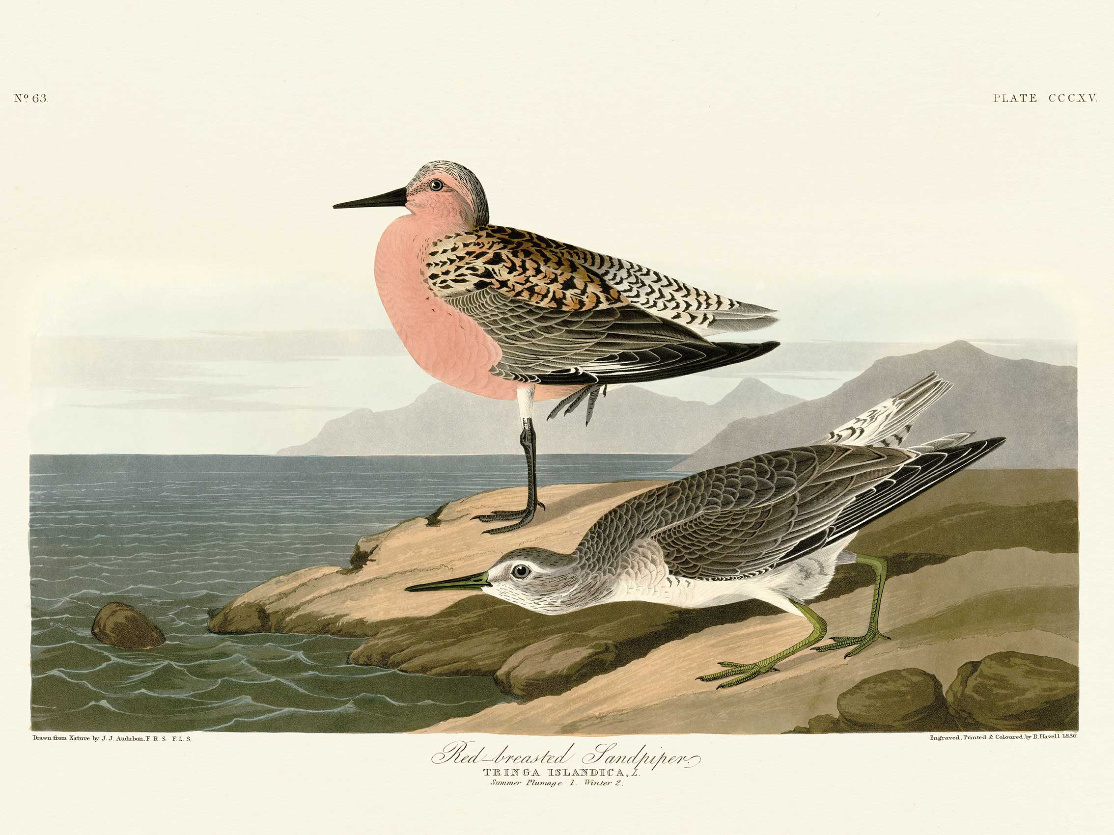 John James Audubon (Red-breasted Sandpiper) Canvas Prints